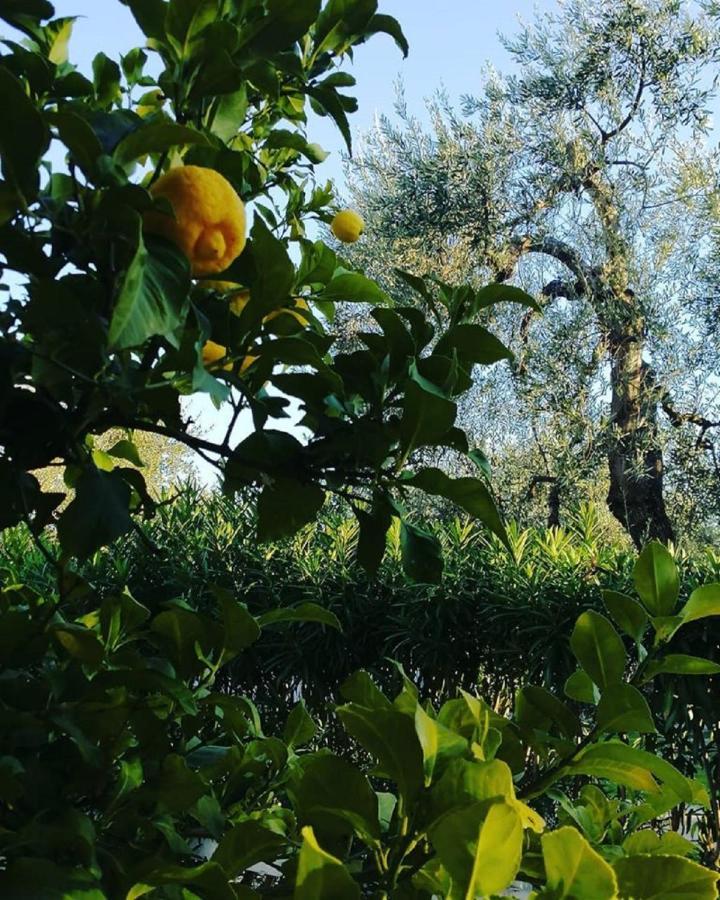 Hotel Il Melograno Матината Екстериор снимка